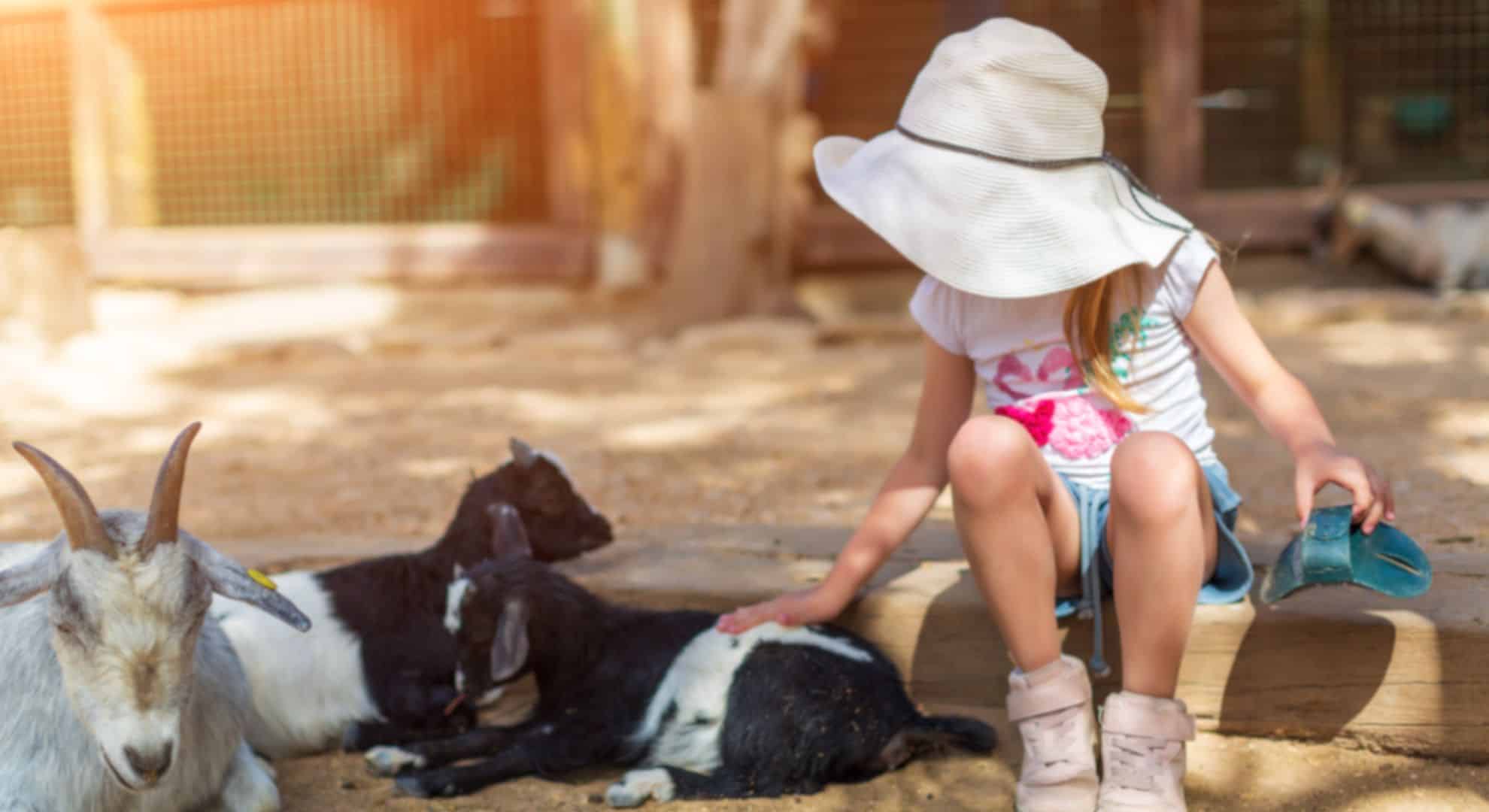 Visit a Petting Zoo or Farm Things to Do on a Weekend With Kids Visit a Petting Zoo or Farm Things to Do on a Weekend With Kids